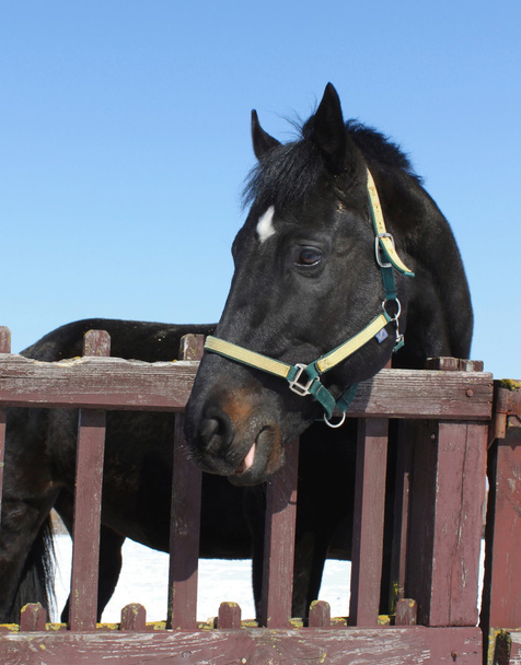 美しいサラブレッド種競走馬の肖像画 - 写真・画像