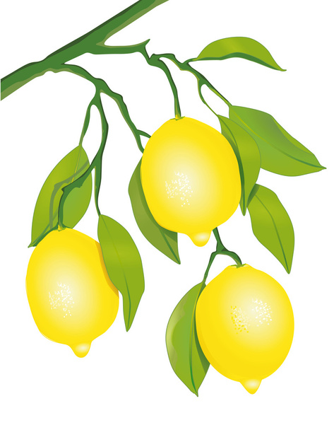 citroenen op de boom - Vector, afbeelding