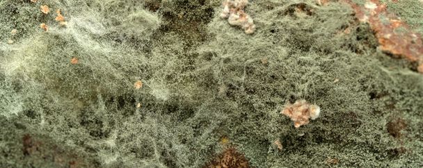 mold on bread - Photo, Image