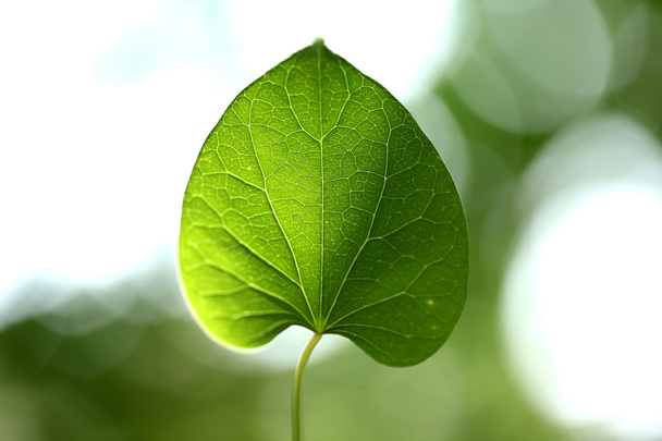 Closeup of green leaves - Foto, Bild