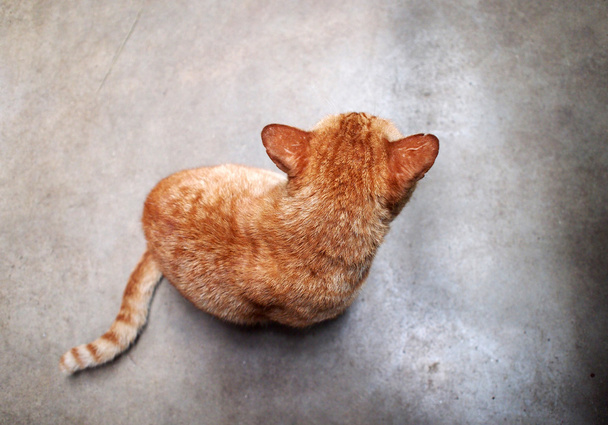 Istuva punapäinen kissa, joka katsoo taaksepäin. oranssi punainen tabby kissa
. - Valokuva, kuva