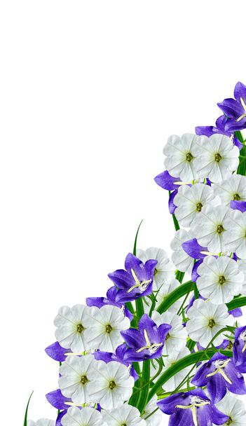 petunia flowers isolated on white background - Photo, Image