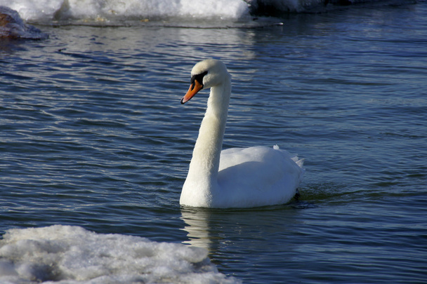 Cisne blanco
 - Foto, imagen