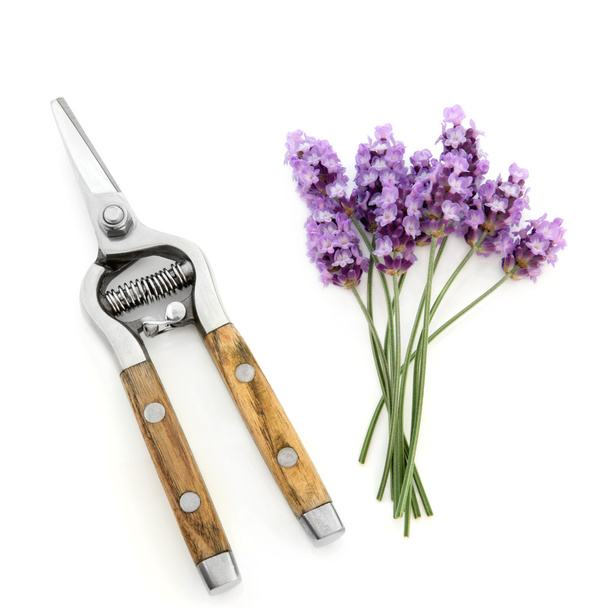 Lavender Herb Flowers and Secateurs - Photo, Image