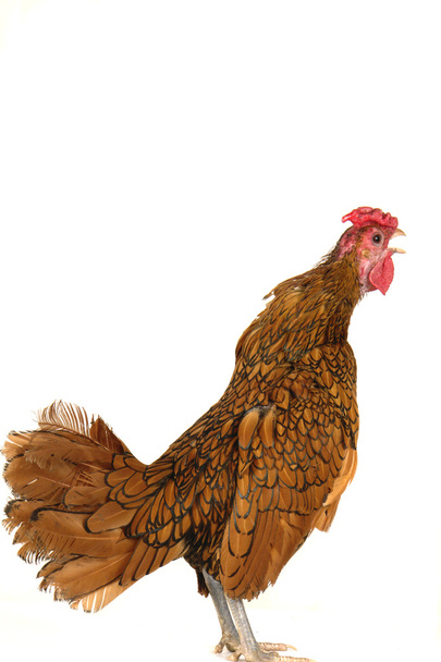Cock - Foto, Imagem