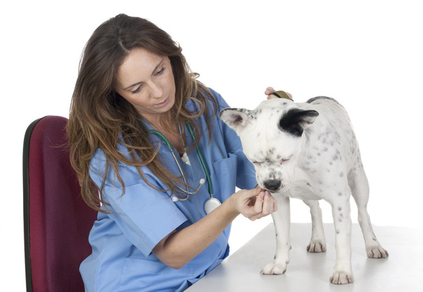 Vétérinaire avec un chien pour un examen
 - Photo, image