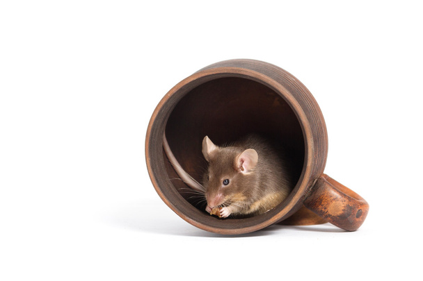 kleine hungrige Maus in einer leeren Tasse, die etwas isst - Foto, Bild
