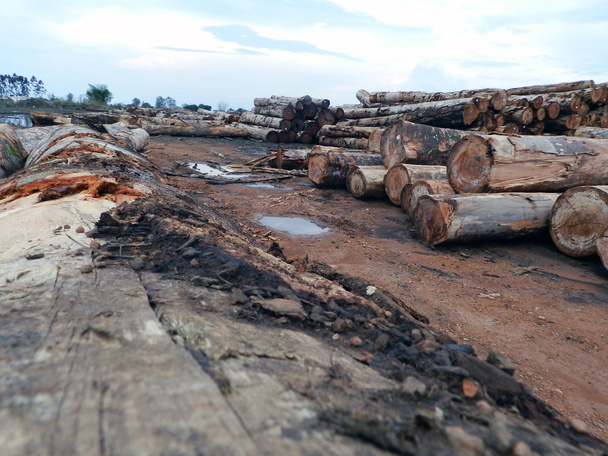 smutné, odlesňování Amazonie - Fotografie, Obrázek