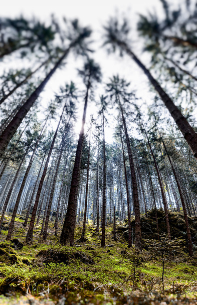 Great Forest, Fairytale forest, Walking in Czech Switzerland Nat - Foto, imagen