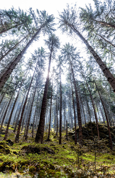 Forest in Czech Switzerland National Park - Фото, зображення