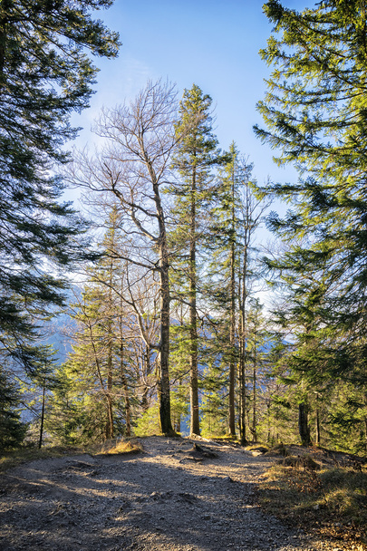 Trees Bavaria Alps - Fotó, kép