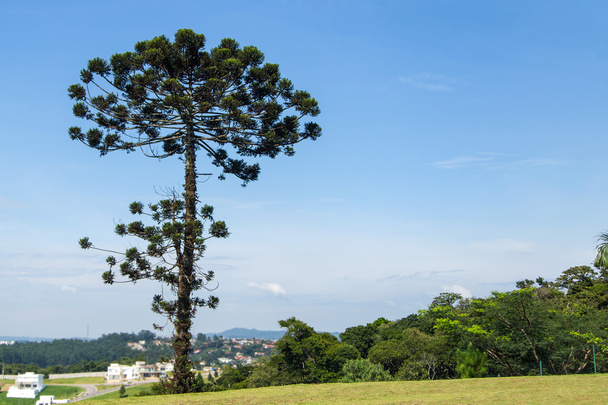 Auracaria au Brésil
 - Photo, image