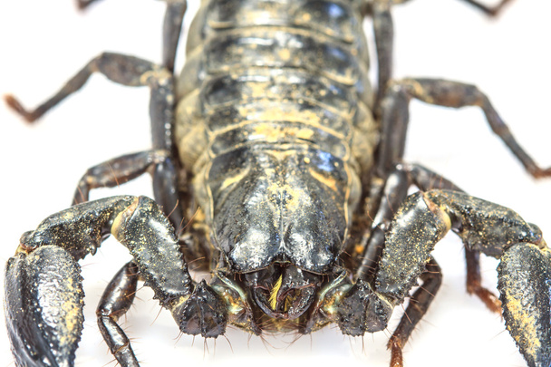 Escorpión (Pandinus imperator) sobre fondo blanco
 - Foto, Imagen