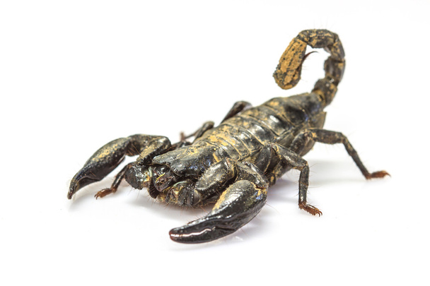 Escorpión (Pandinus imperator) sobre fondo blanco
 - Foto, imagen