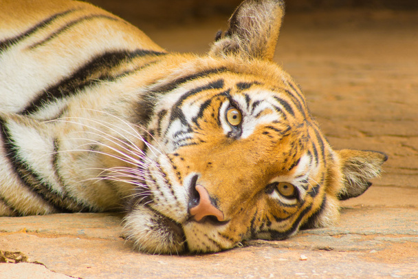 gyönyörű Szumátrai tigris - Fotó, kép