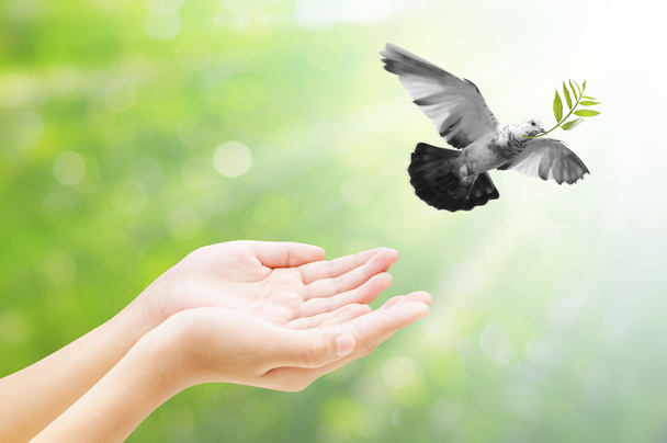 Hand releasing a bird into the air , all concept , beauty ,freed - Photo, Image