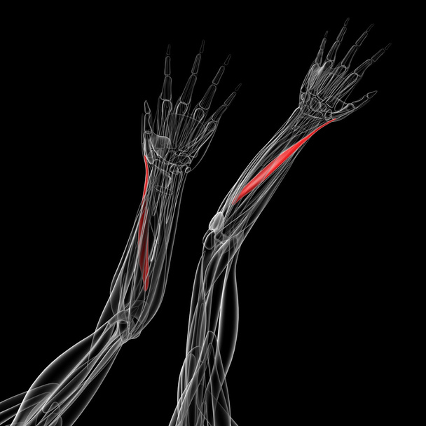 medical illustration of the abductor pollicis longus - Photo, Image
