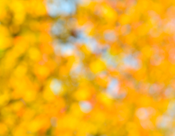 sonbahar doğal arkaplanı - Fotoğraf, Görsel
