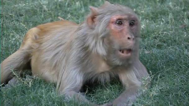 Affen beim Mittagessen im Gras - Filmmaterial, Video