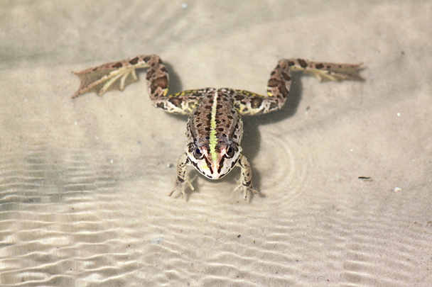 водяная лягушка в озере летом
 - Фото, изображение