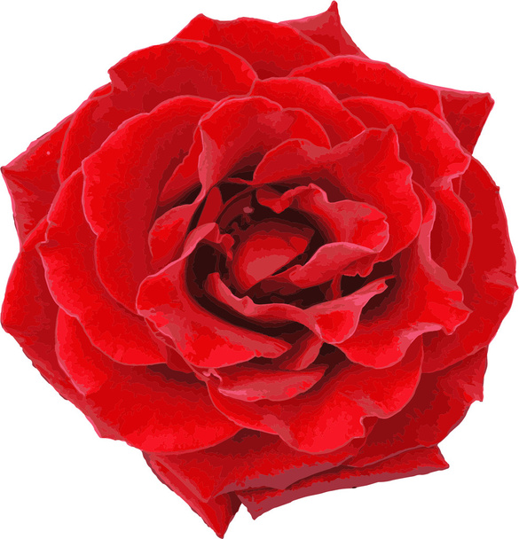 Rosa rossa (01) - Vector, Imagen