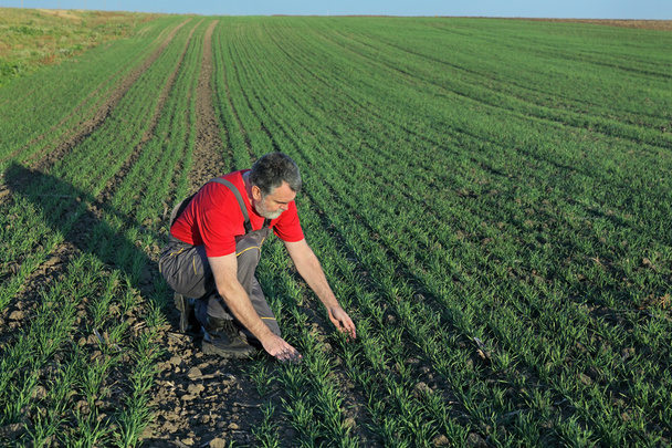 Agriculture, farmer examine wheat field - Photo, Image