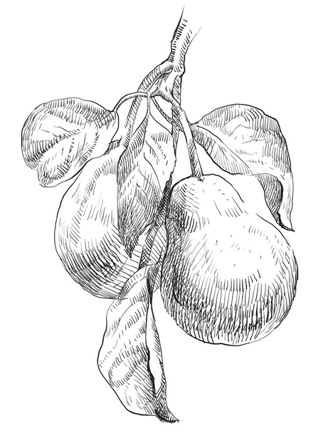 Hand drawing pears on pear tree branch - Vektör, Görsel
