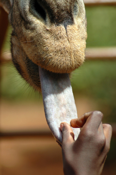Senkrechte der Giraffe, die von Hand gefüttert wird 2 - Foto, Bild