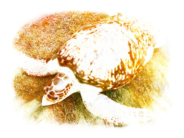Tortuga marina artística
 - Foto, Imagen