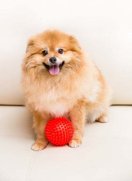 Spitz dog sits next to the ball - Foto, afbeelding