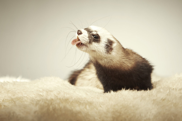 Nice pretty ferret posing in studio - Fotoğraf, Görsel