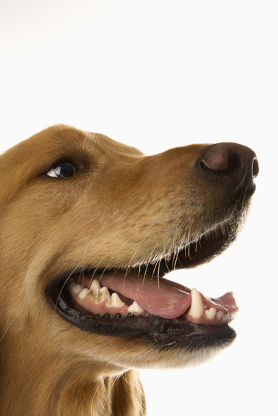 Portrait of Golden Retriever dog. - Photo, Image