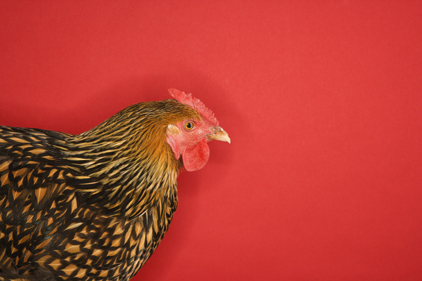 Pretty chicken against red background. - Фото, изображение