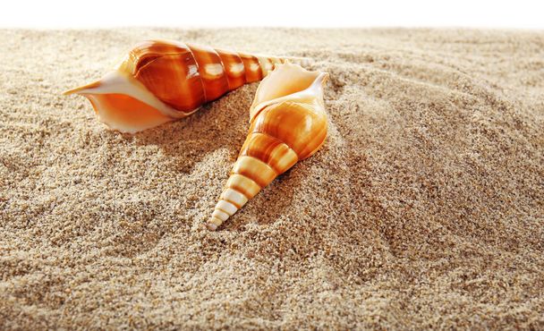 Sea shells on sand isolated on white background - Photo, image