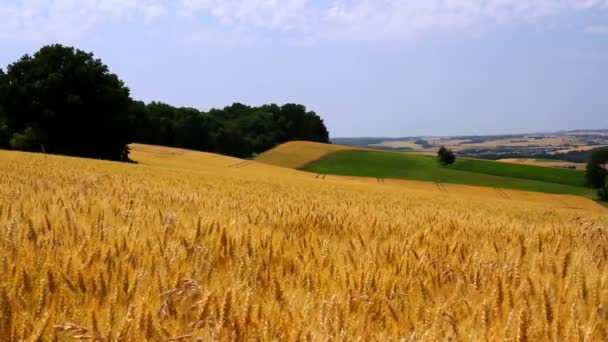 Landscape of ripe wheat - Footage, Video