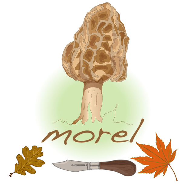 Morel, žluté morel, pravda morel a morel houba - jedlé mushro - Vektor, obrázek