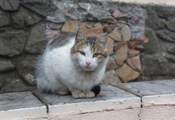 Одномісний безпритульний кіт сидить на парапеті
 - Фото, зображення