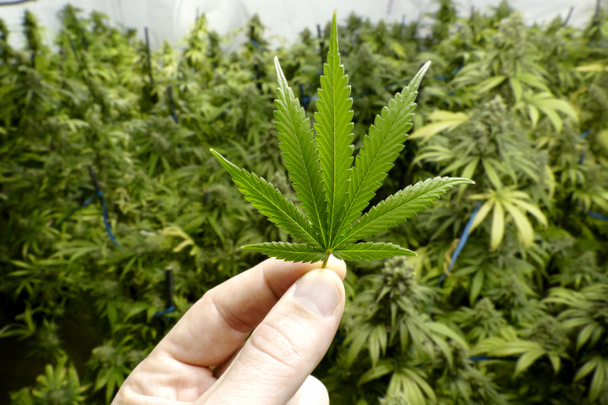 Χέρι που κρατά το φύλλο μικρό μαριχουάνα με εσωτερική κάνναβης φυτά στο παρασκήνιο - Φωτογραφία, εικόνα