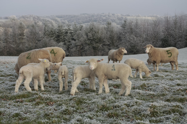 Ovejas y corderos pastando en invierno
 - Foto, Imagen