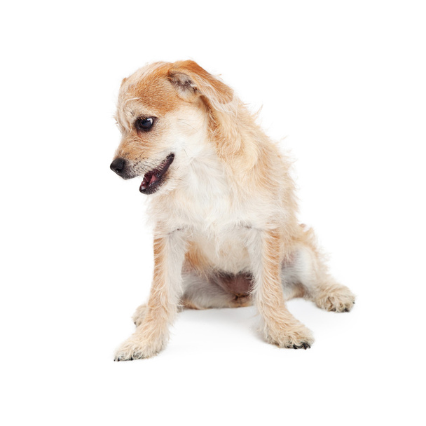 mixed terrier breed puppy dog - Фото, изображение