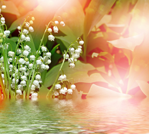 Frühlingslandschaft. Blühende Maiglöckchen - Foto, Bild