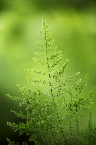 Green leaves for background - Foto, Bild