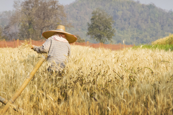 Фермер с пшеницей в руках. Поле пшеницы на заднем плане
. - Фото, изображение