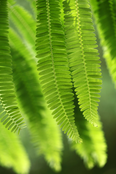 Green leaves for background - Фото, зображення