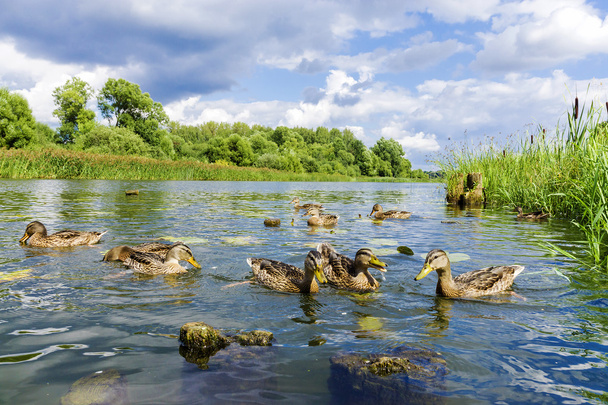 Wild ducks on the river - Фото, изображение