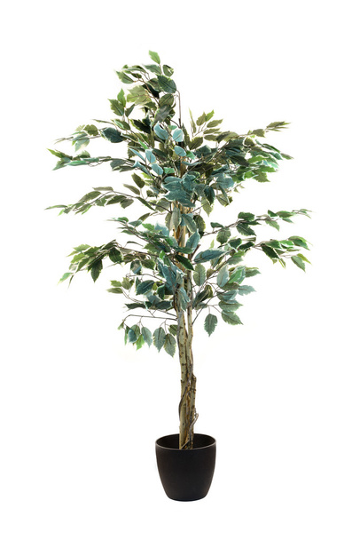 Artificial Fiscus Tree - Photo, image