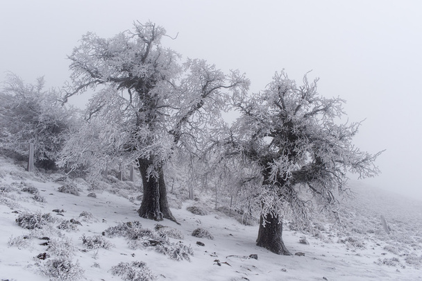 Soğuk kış manzara orman - Fotoğraf, Görsel