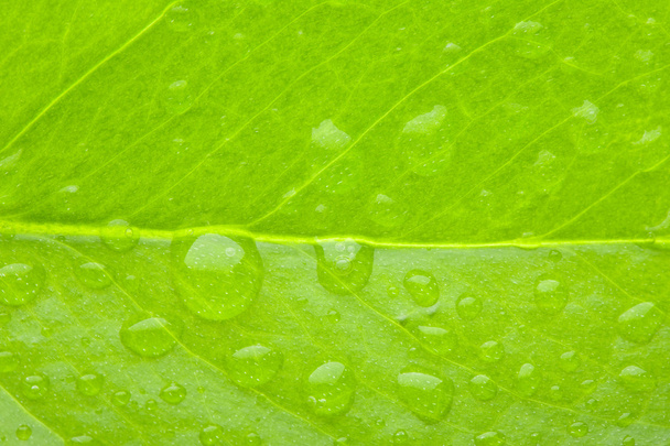 Fotografia makro z zielonych liści - Zdjęcie, obraz