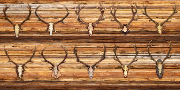 collezione di trofei di cervi rossi su fondo legno
 - Foto, immagini