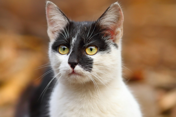 cute mottled cat - Photo, Image